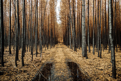 A forest after the fire in summer near berlin