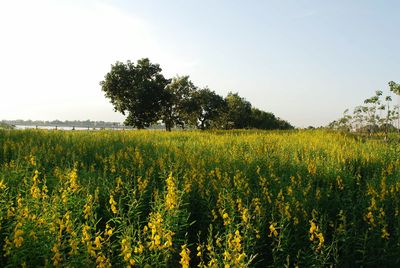 Scenic view of field against clear sky