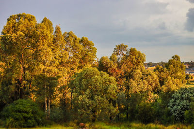 Autumn trees on field against sky