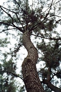 Low angle view of tree against sky