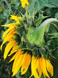 Close-up of yellow flowering plant