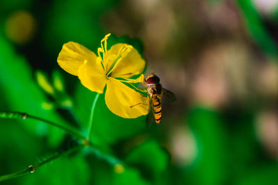 Close-up of insect on yellow flower