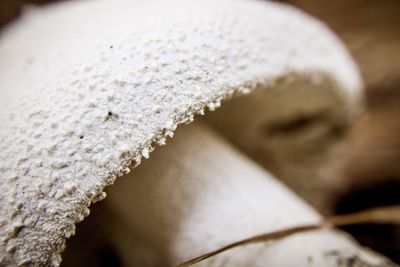 Close-up of bread