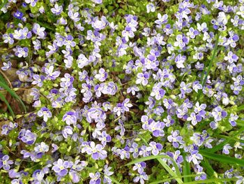 Close-up of purple flowers