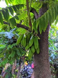 Tree growing on plant