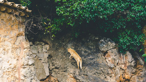 View of lizard on tree