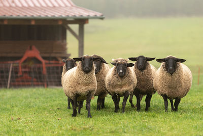 View of sheep on field