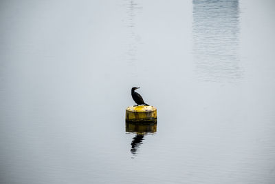 Bird on lake