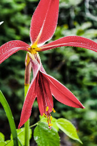 Close-up of wet red flowering plant