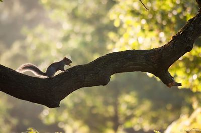 Side view of squirrel on branch at bradgate park