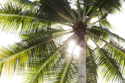 Low angle view of palm tree against sky