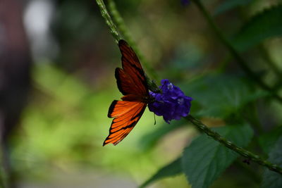 Close-up of butterfly on purple flower