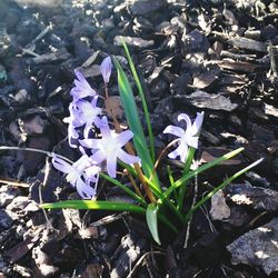 Close-up of purple crocus flowers on field