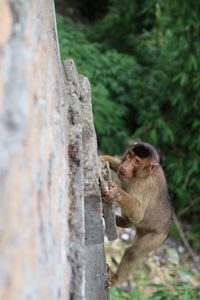 Monkey eating outdoors