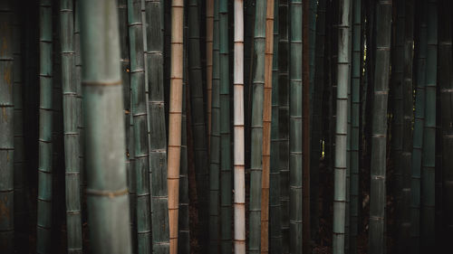 Full frame shot of bamboo