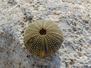 Close-up of sea urchin on rock
