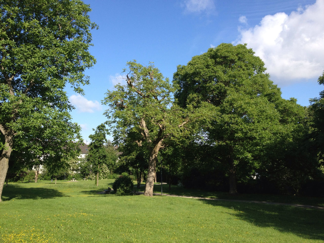 tree, grass, green color, sky, tranquility, growth, tranquil scene, nature, beauty in nature, field, sunlight, scenics, landscape, park - man made space, shadow, day, green, grassy, branch, park