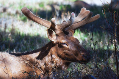 Close-up of deer