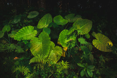 High angle view of fresh green leaves on field