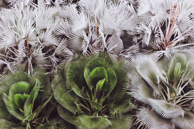 Full frame shot of succulent plant