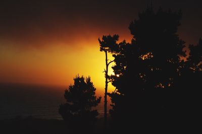Sun shining through trees