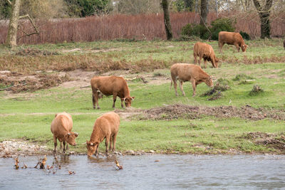 Sheep grazing in a field