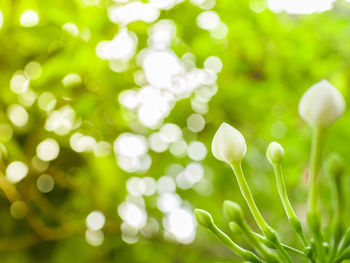 Close-up of flower against blurred background