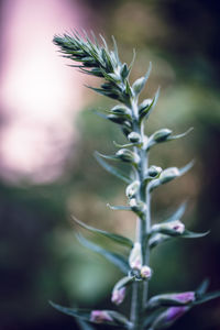 Close-up of plant