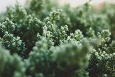 Close-up of pine tree