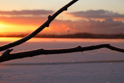 Close-up of tree against lake during sunset