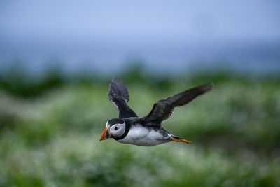 Bird flying