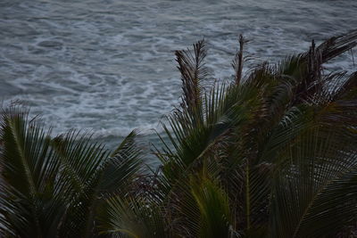 Close-up of palm tree by water