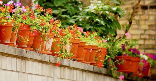 Potted plants by railing