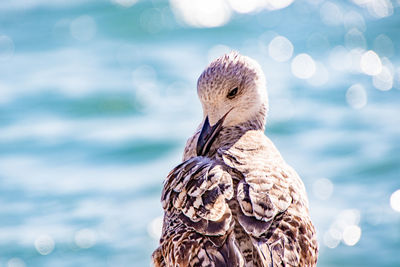 Close-up of bird against sea