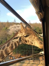 Close-up of an animal seen through glass window