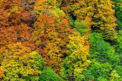 Trees in forest during autumn