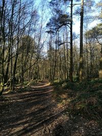 Trees in forest against sky