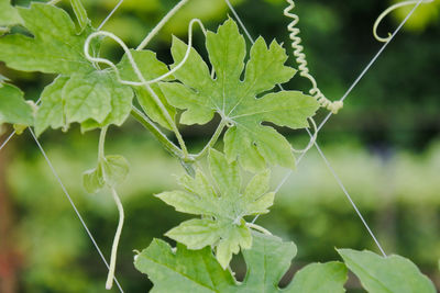 Close-up of green leaves