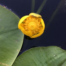 Close-up of yellow water lily blooming outdoors
