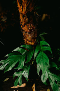 High angle view of plant growing on field