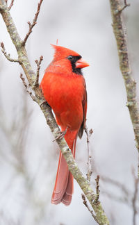 A northern cardinal perched in fruit tree in winter