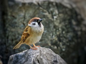 Close-up of bird perching on rock