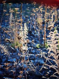 Close-up of plants