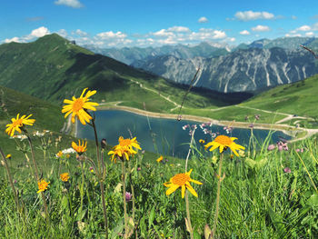 Scenic view of flowering plants on field against mountains