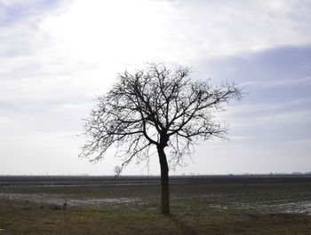 Bare tree on field against sky