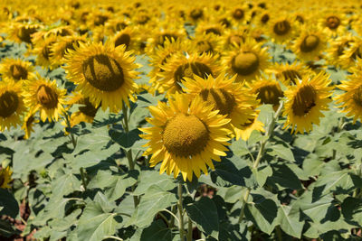 Close-up of yellow flowering plant on field