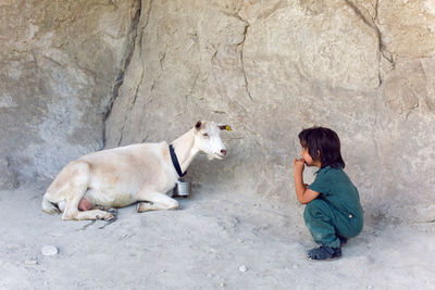 Child is standing on a mountain and goats are walking around