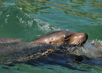 High angle view of swimming in sea