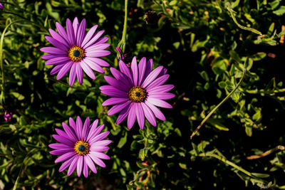 Close-up of purple flower