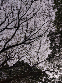 Low angle view of cherry blossoms against sky